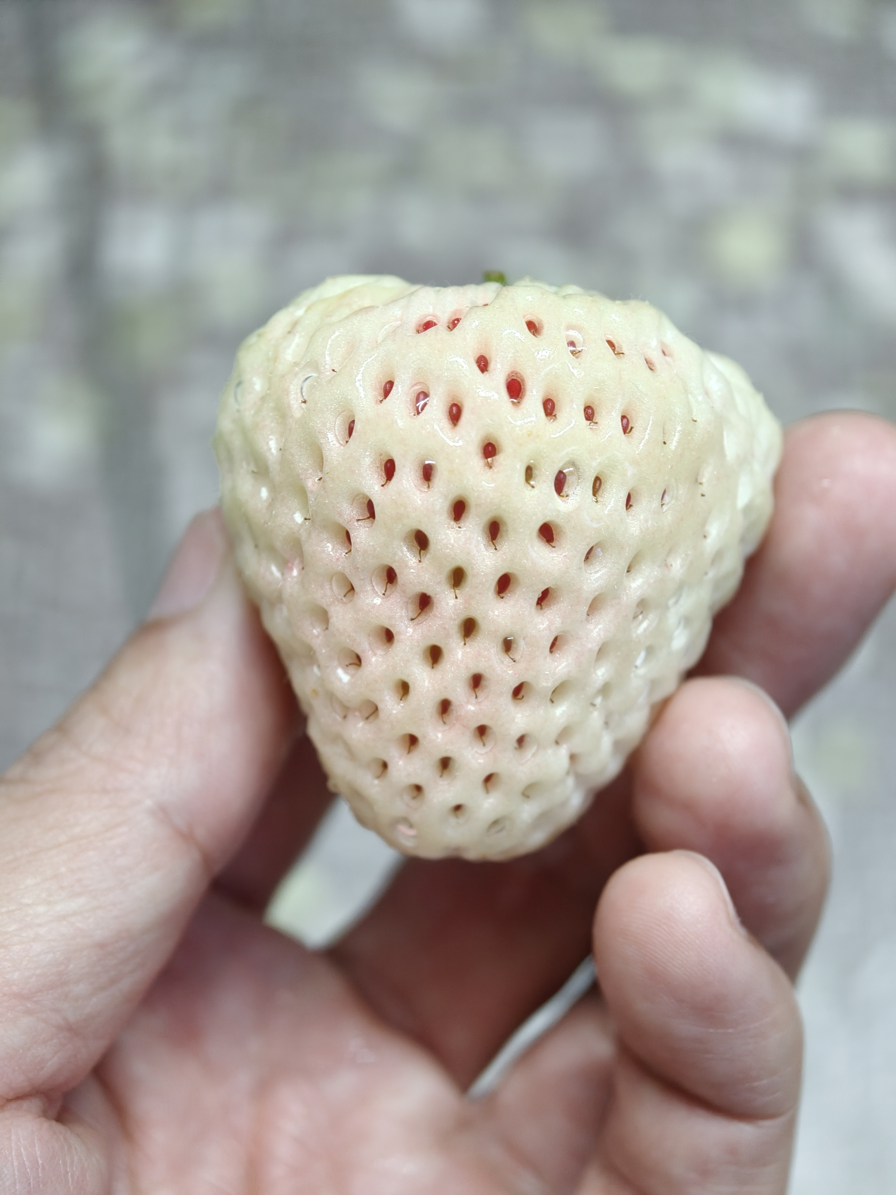 每次看这个白草莓，就感觉像刚刚大量拔过黑头一样。。。特别不舒服 