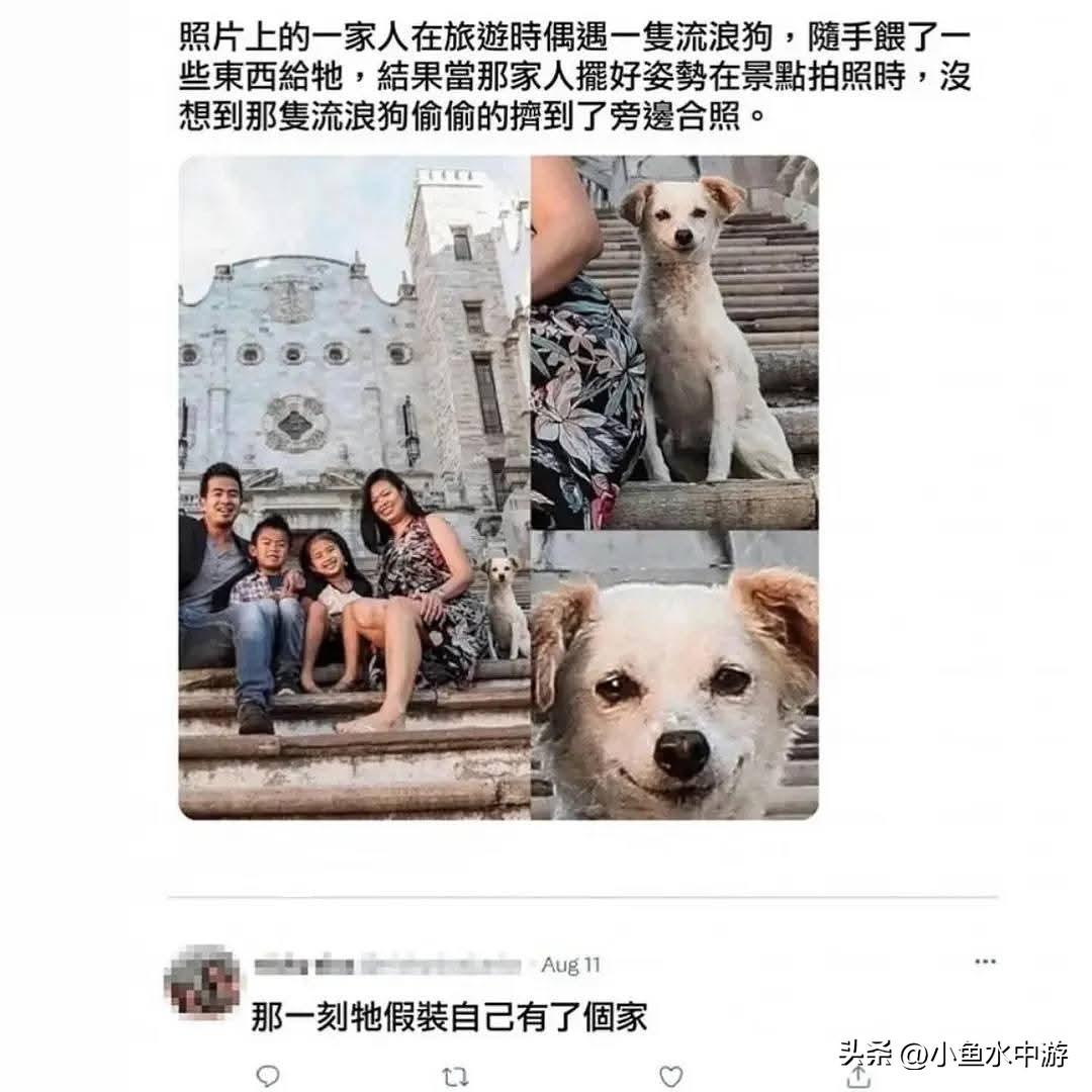 那一刻它装作自己有了个家！！！
被这条评论破防了[流泪]