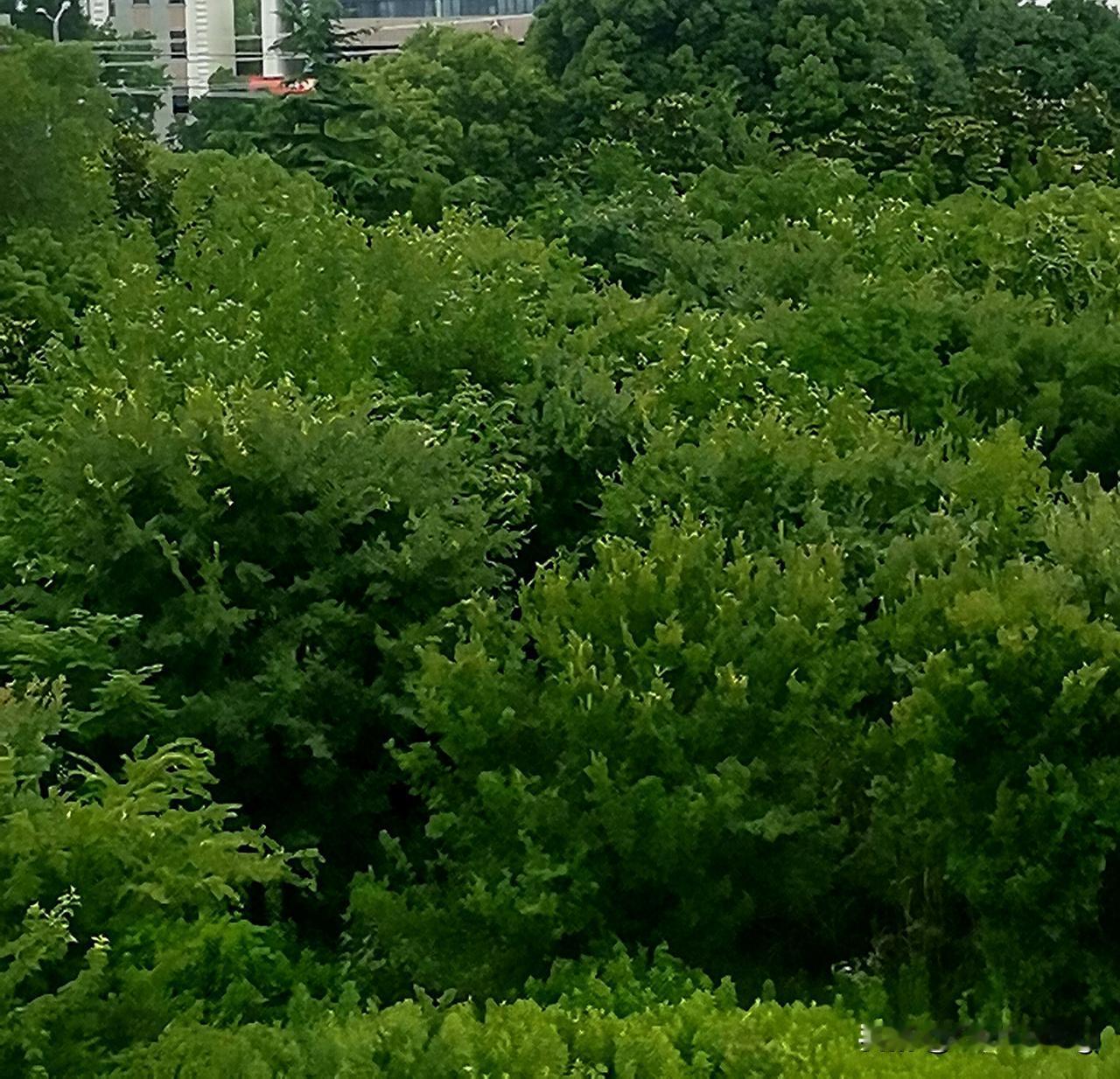 我告诉各位一个真相，就是所有的平行进口车在转入二手市场上的时候，有一个不可争议的
