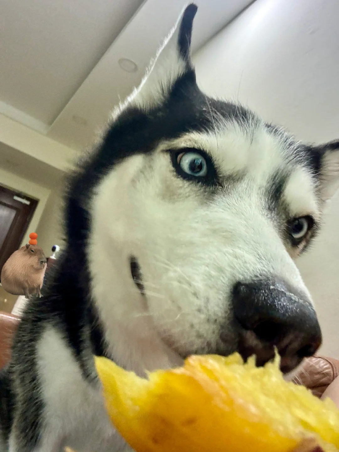 天热 小狗食欲不好怎么办