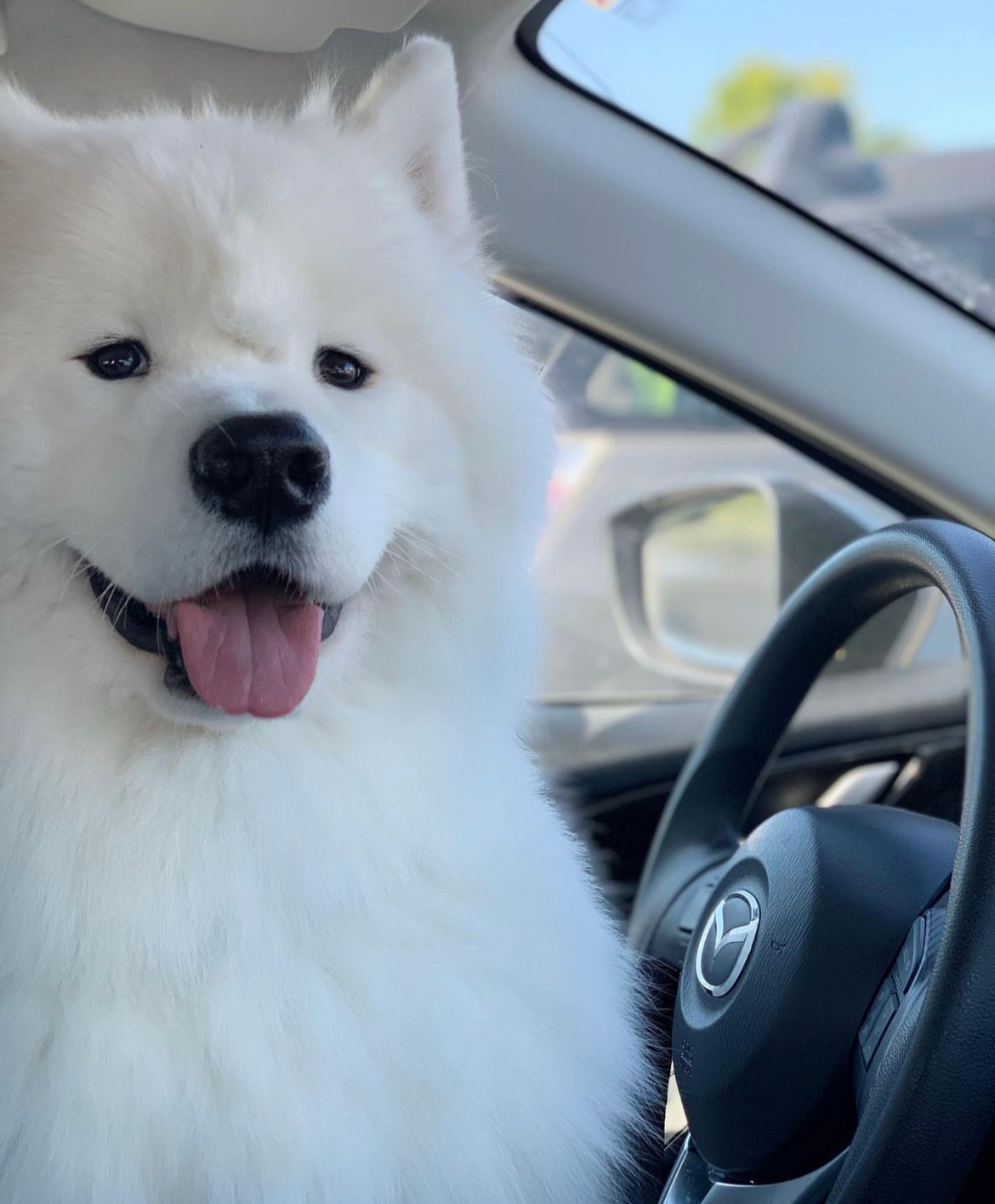 萨摩耶：你妈妈今天让我来接你放学 