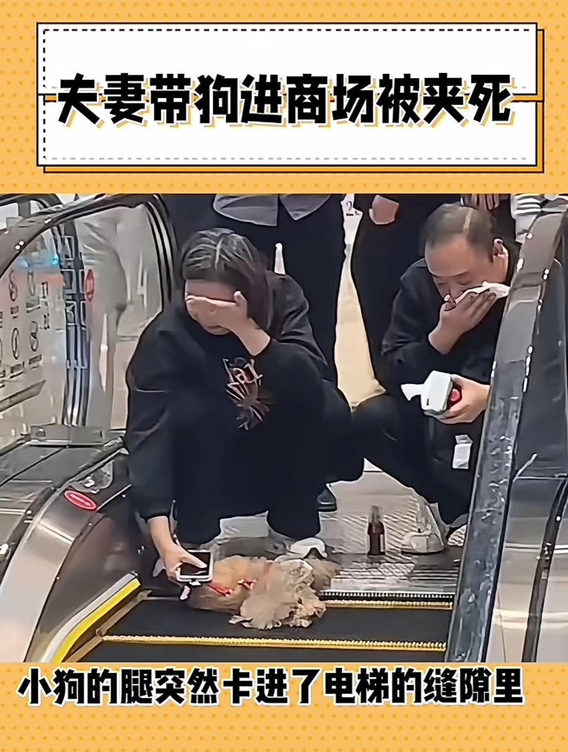 真的太揪心了！夫妻带狗逛商场酿悲剧，小狗被扶梯夹死的事，看了心里堵得慌，但这悲剧