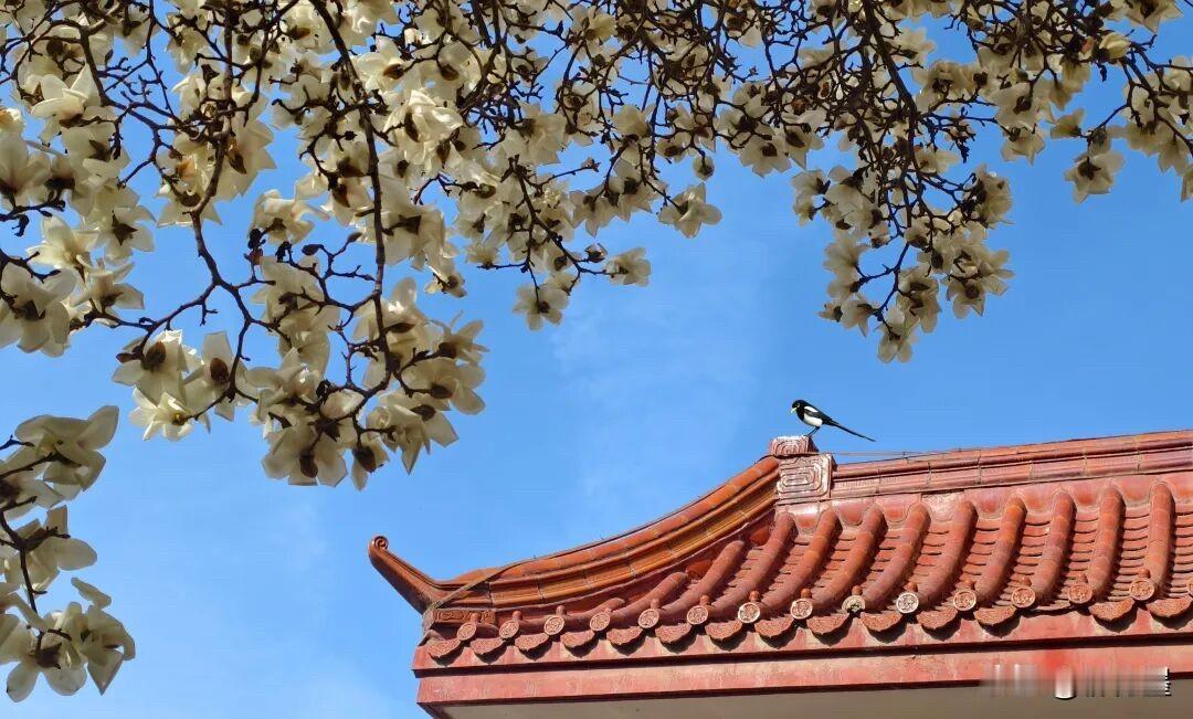 这张照片肯定是“偶然”拍下来的。为什么这么说呢？因为照片中有一个“不可控”的元素