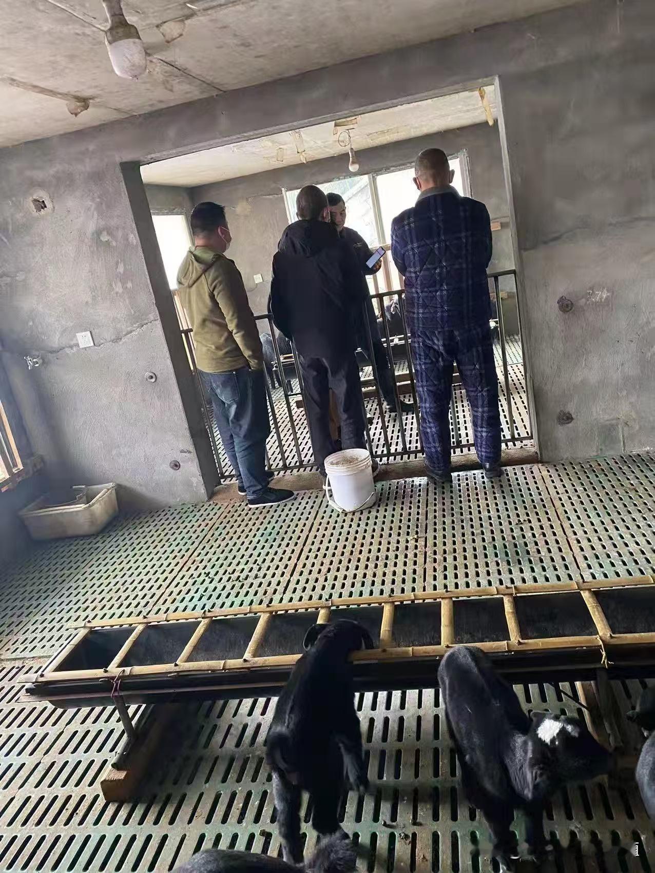 羊吃驱虫药过量了怎么办?羊吃驱虫药过量，先停喂精料，只给干净青干草和温水，减轻肠