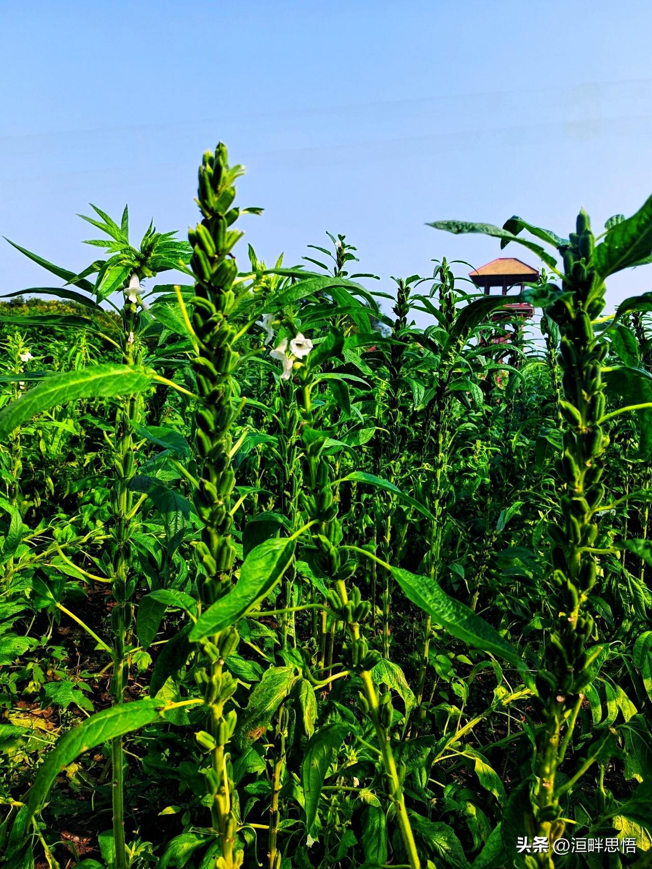 这片芝麻长势真好，绿油油的！