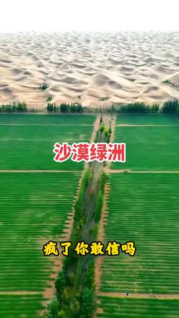 沙漠里种玉米熬出来的成果。
疯了，你敢信吗？才推平一年的沙漠愣是种出了玉米。这里