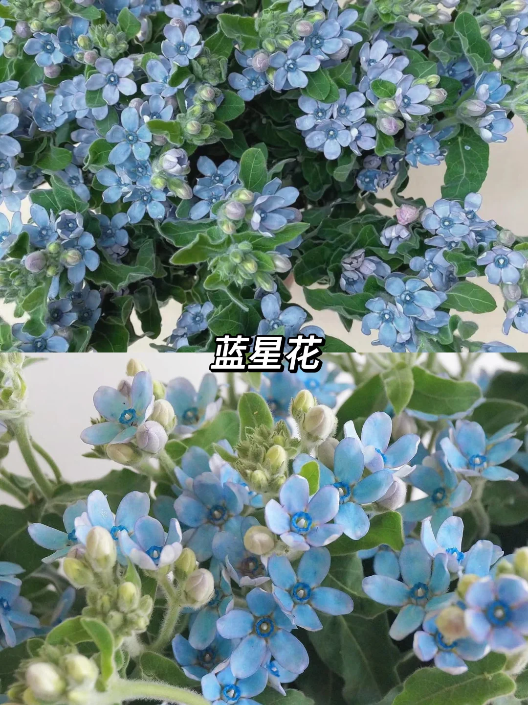 又到了养草花的季节啦！爱养花的姐妹看过来