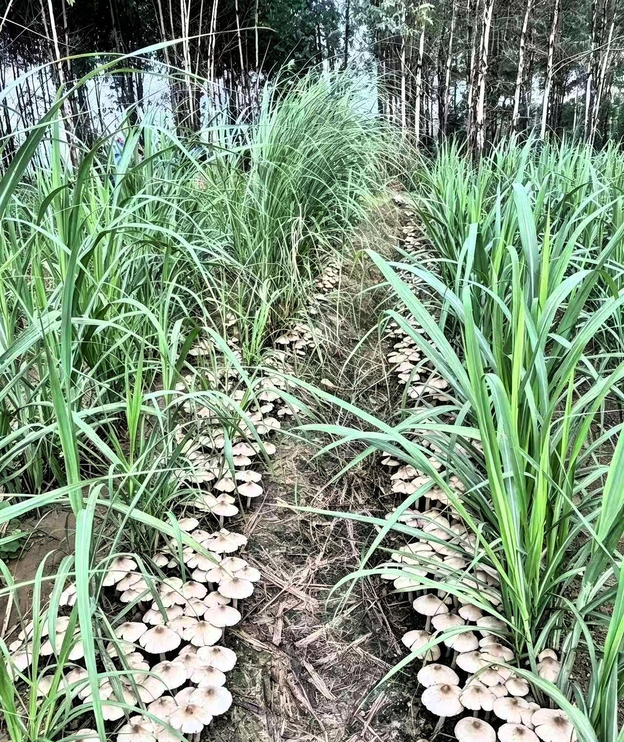 近日，广西贵港，一位村民去自家甘蔗地清理杂草时，没成想，居然在田垄间发现了一片密