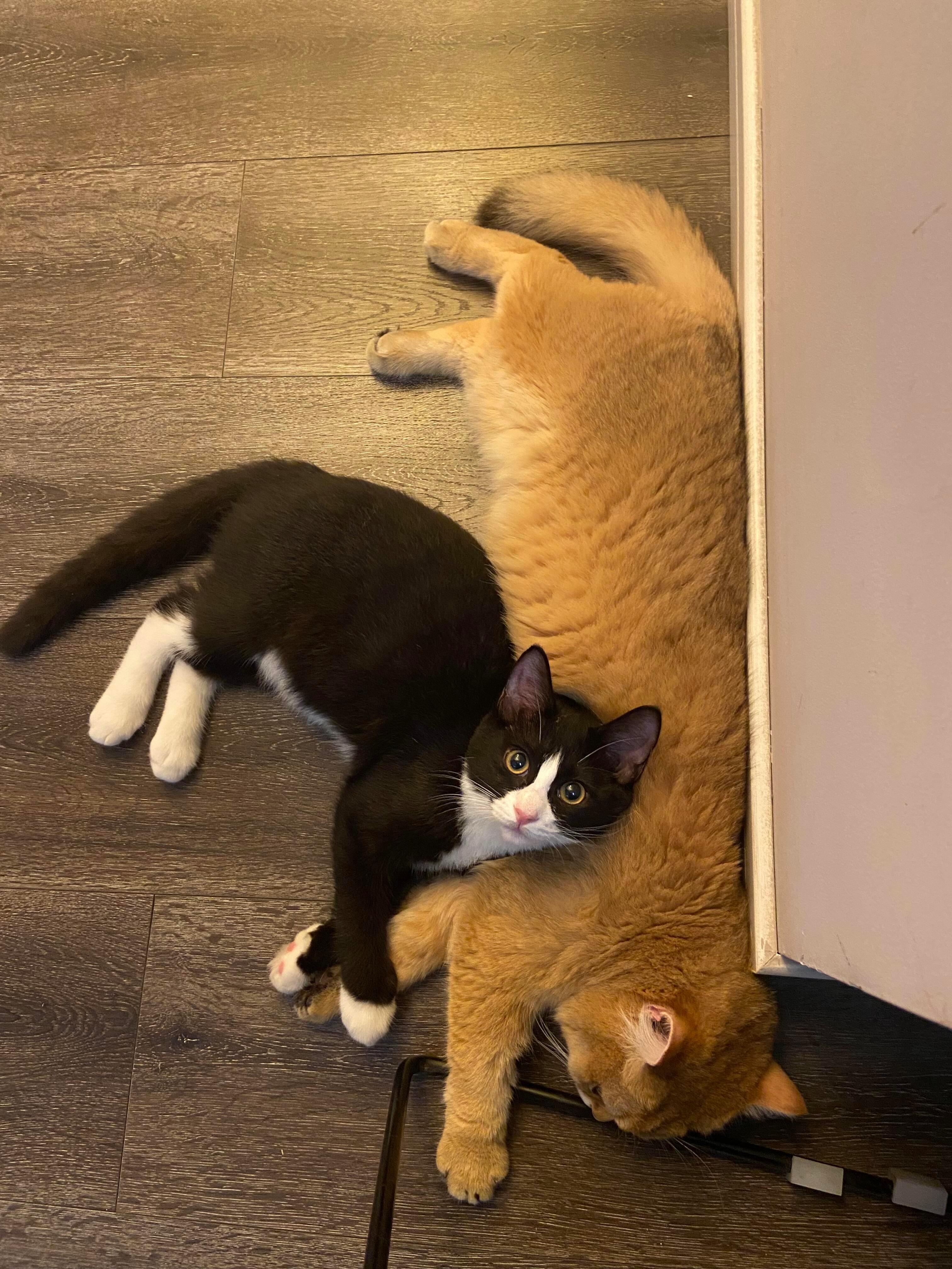 小猫的专属枕头 