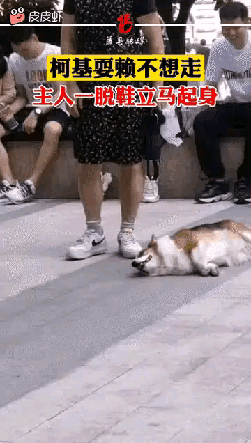 没有一只狗子能扛得起拖鞋的威胁[机智]