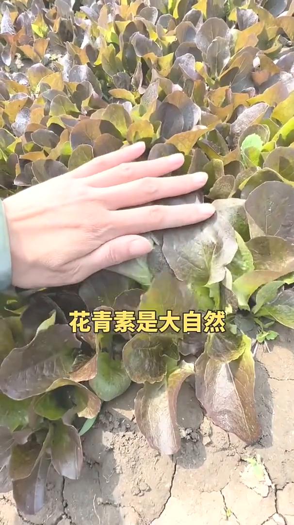 夏天种菜虫子比人吃的快，不管家里种什么菜，一定要种些咖啡香麦菜，它被称为菜园小卫