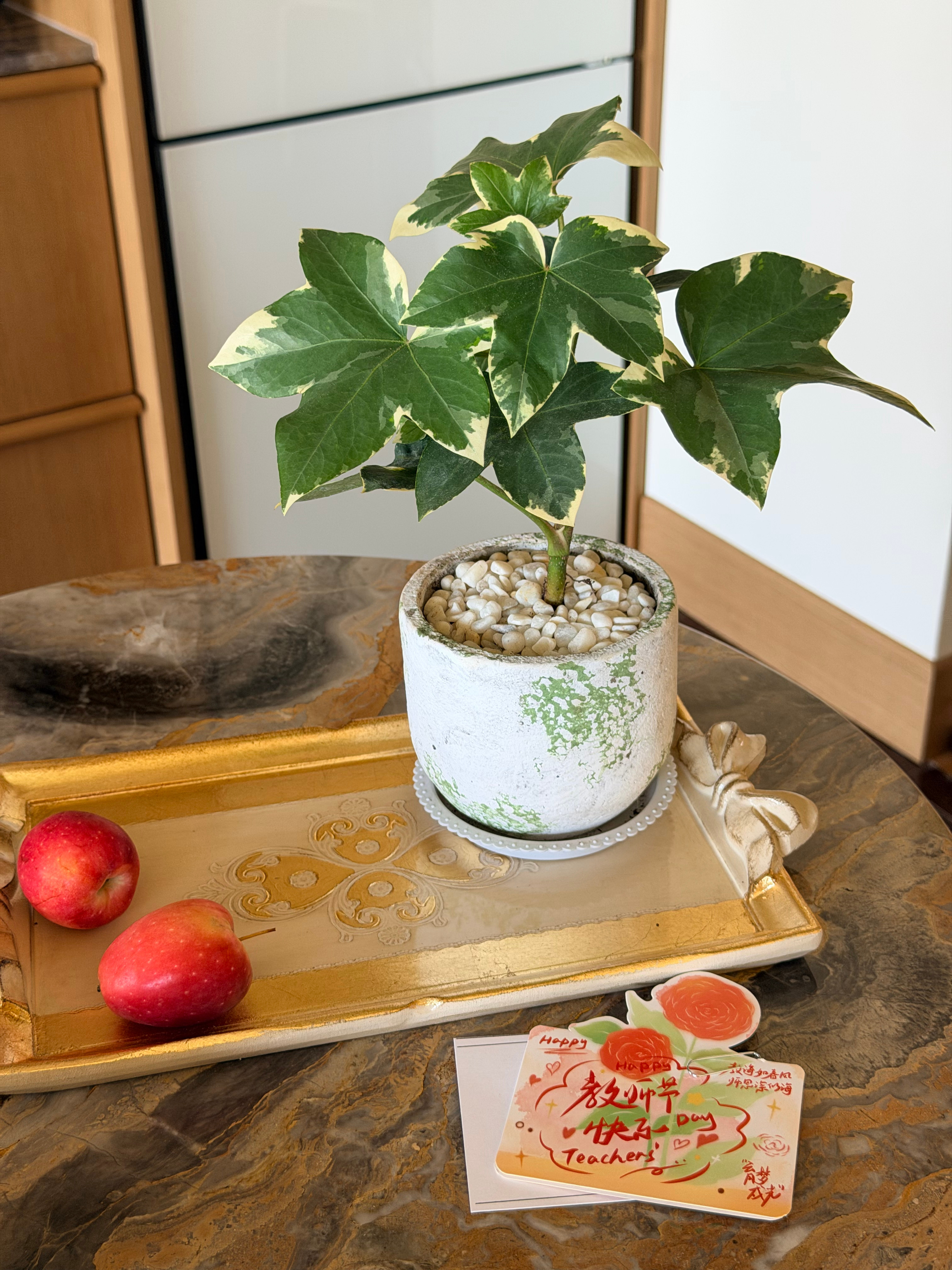 在学院领到了节日快乐小植物🍃-教师节绿植  ​​​