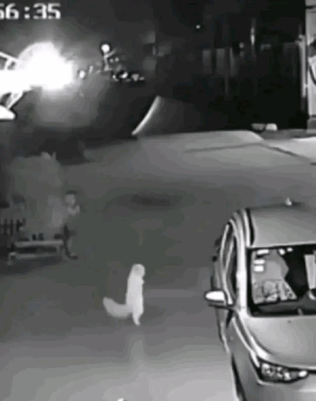 我家的猫会跳舞，你要不要来我家坐坐[灵光一闪]