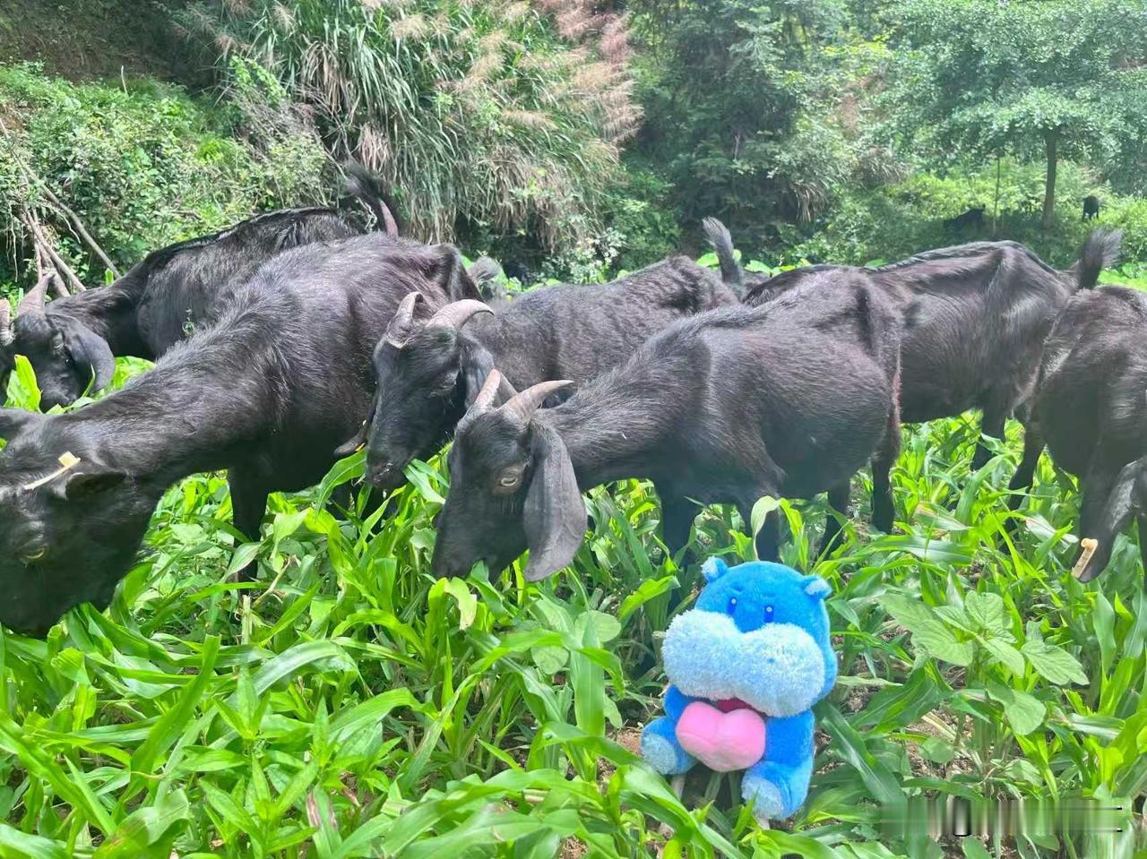 李晨现身逛盒马，赞不绝口的现烤羊肉来自大别山深处。

近日，艺人李晨现身长沙的盒