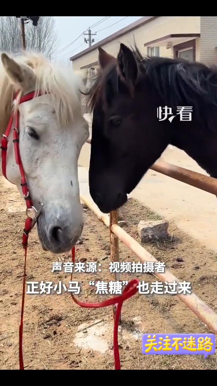 小马用嘴帮妈妈解开缰绳。
掌上巴彦淖尔。
近日山东，在给妈妈解绳子，开了。马妈妈