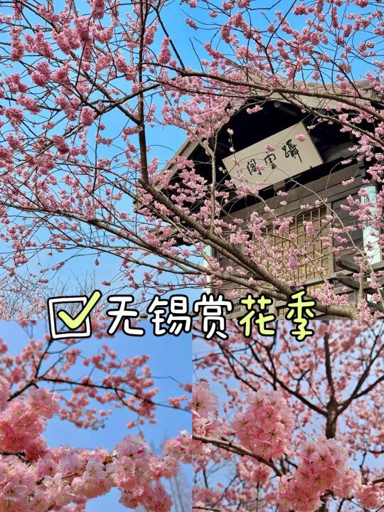 无锡春季赏花🌸攻略 错过等一年！