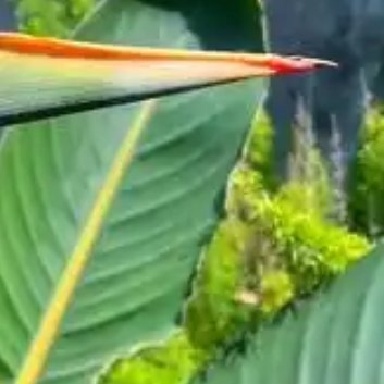 种植 🍂天堂鸟的浇水方法，1.浇水频率（1）生长季节：在春季和夏季，即天堂鸟的