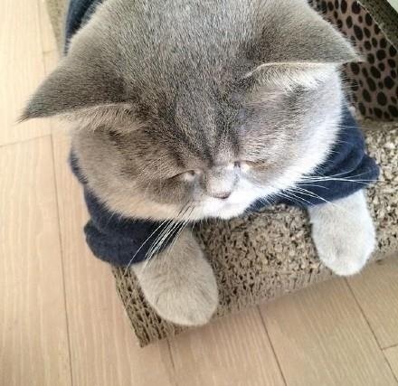 一只胖的都睁不开眼睛的小肥猫[喵喵]