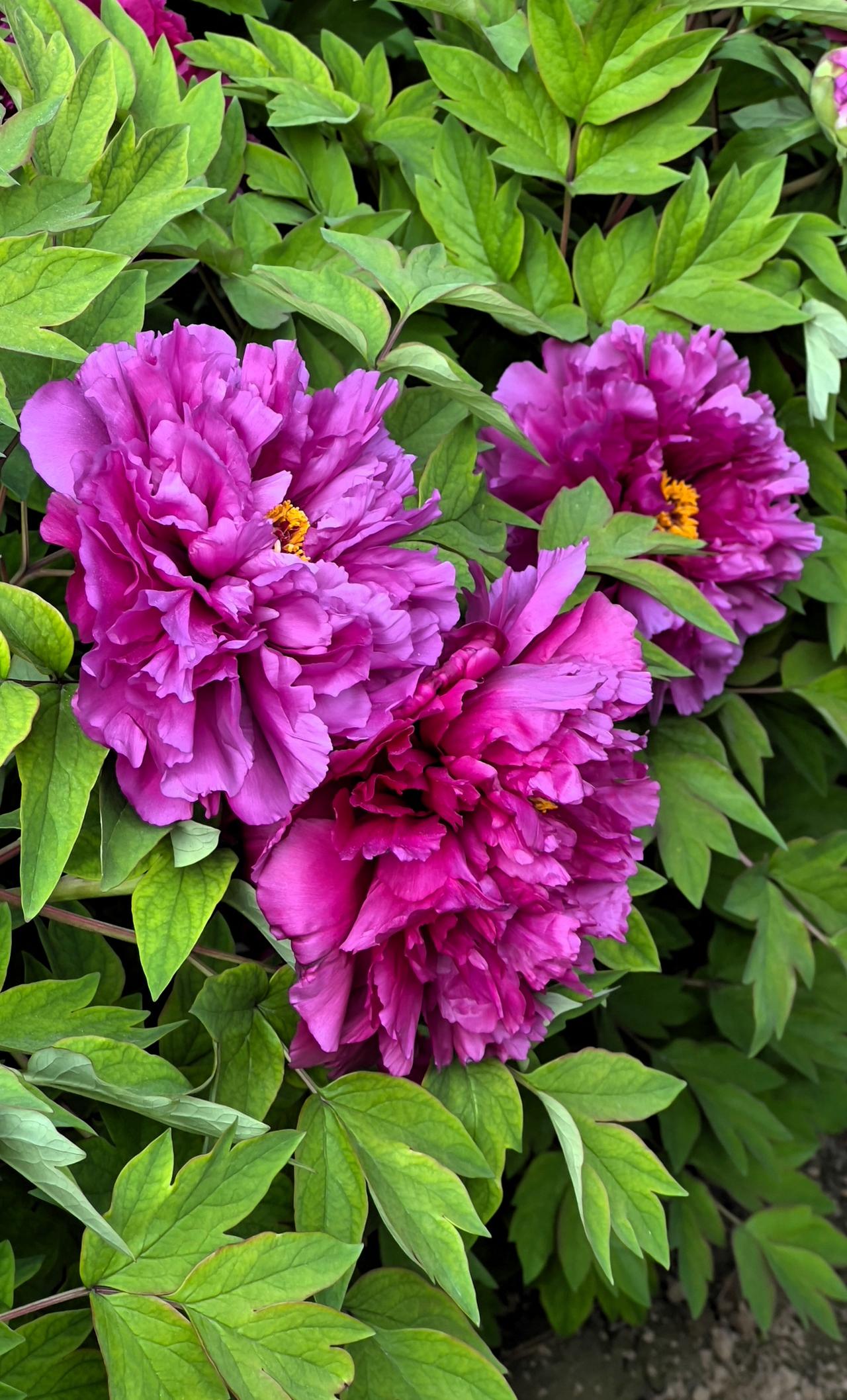 图文原创分享我拍摄的牡丹花：紫霞映翠叶，芳华满枝头。晒图笔记大赛 雍容典雅牡丹花