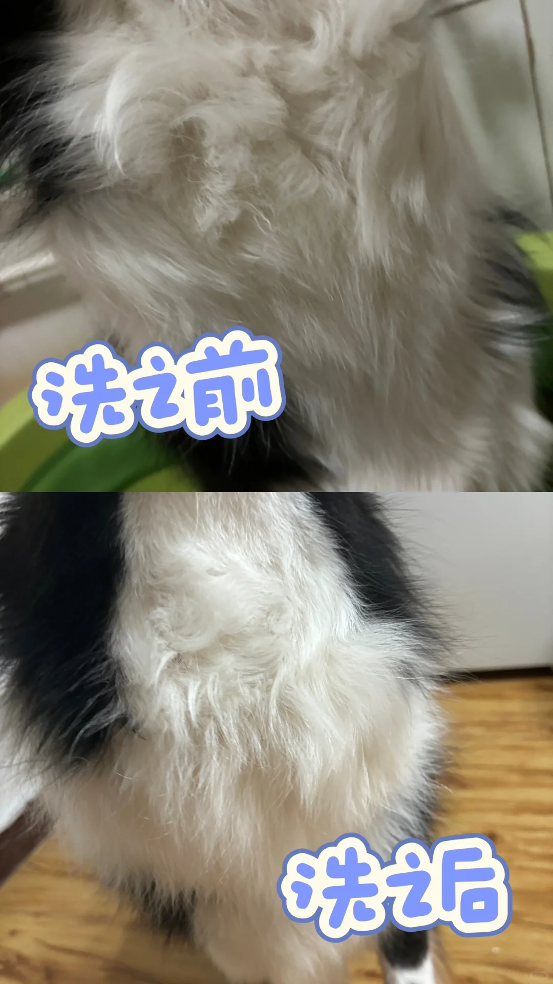 香香小狗洗澡记