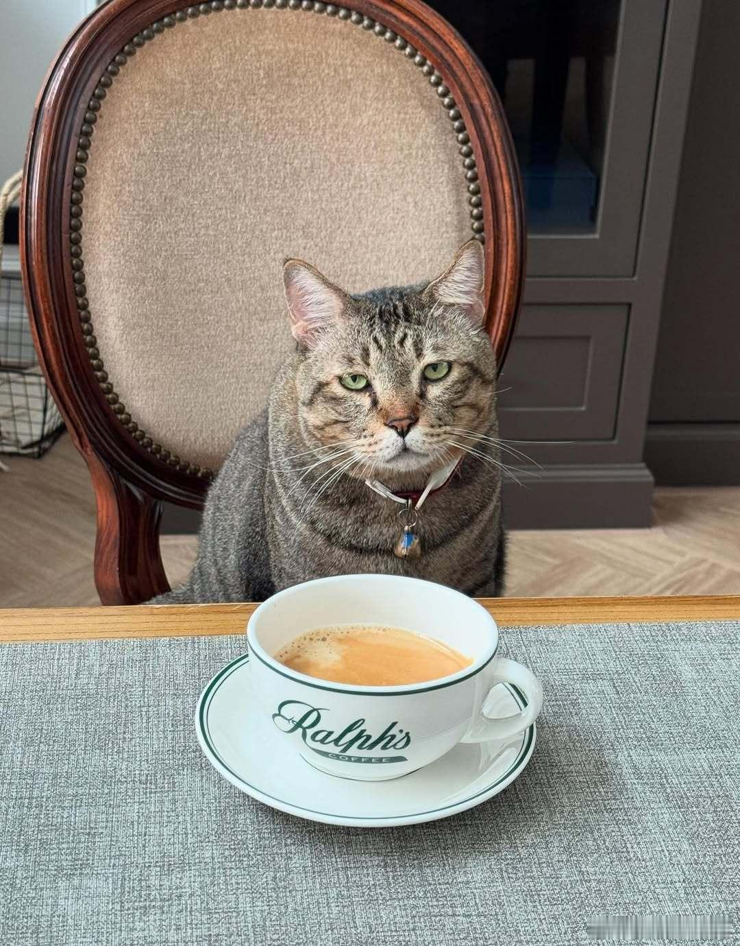 ☕️cr：chang_thecat ​​​