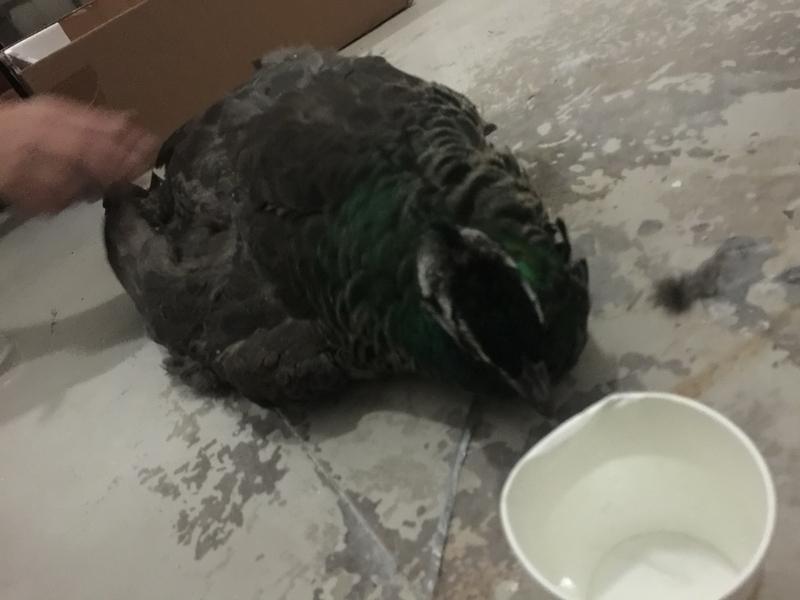 最近一则消息挺让人揪心，3月4日有网民发视频，说在云南丽江虎跳峡发现一具豹纹动物