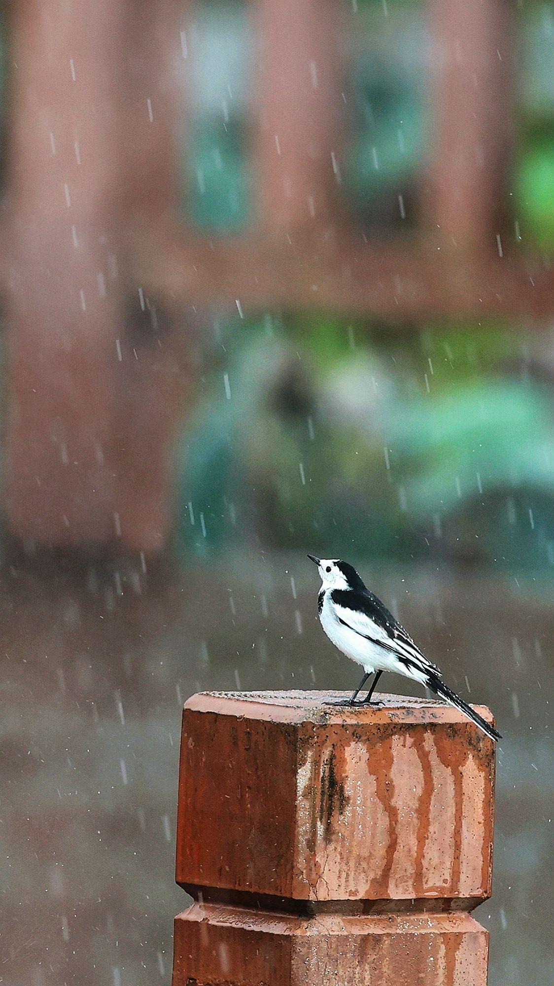 拍鸟 雨丝 我的摄影日记