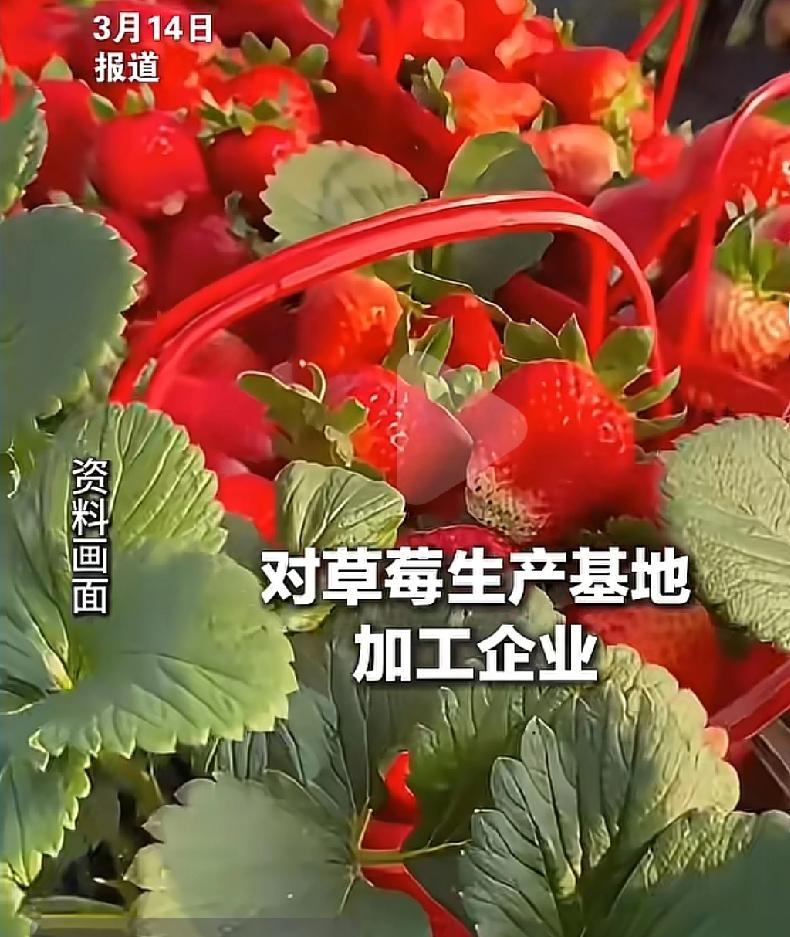 爱吃冻干草莓的人“天要塌了”！
不仅被测出20多种农药残留，还有一类致癌物超标，