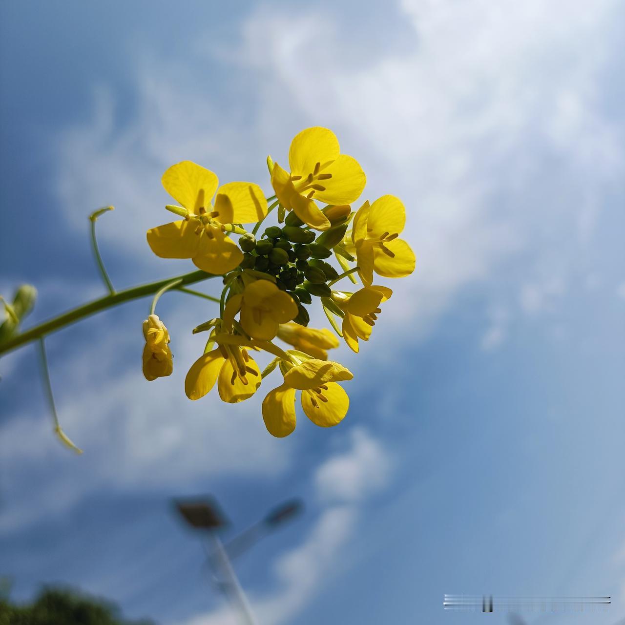 今天2月20日
正月初四
阳光明媚
适合出游
摘一朵油菜花
对着天空拍个照片
记
