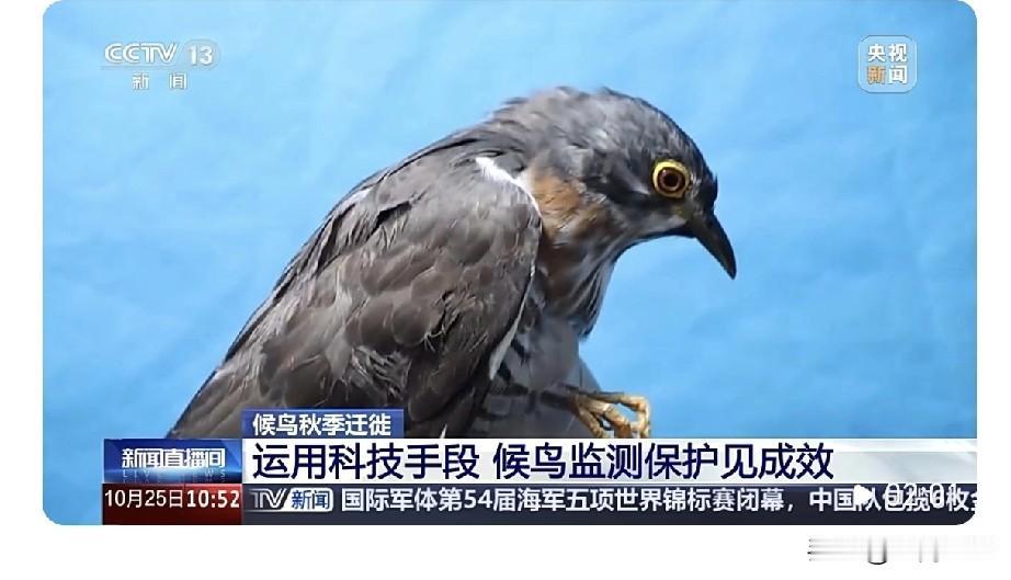 云南这波“鸟口普查”可太会玩了！以前靠人眼瞅、手记录，现在直接给鸟儿搞“声纹建档