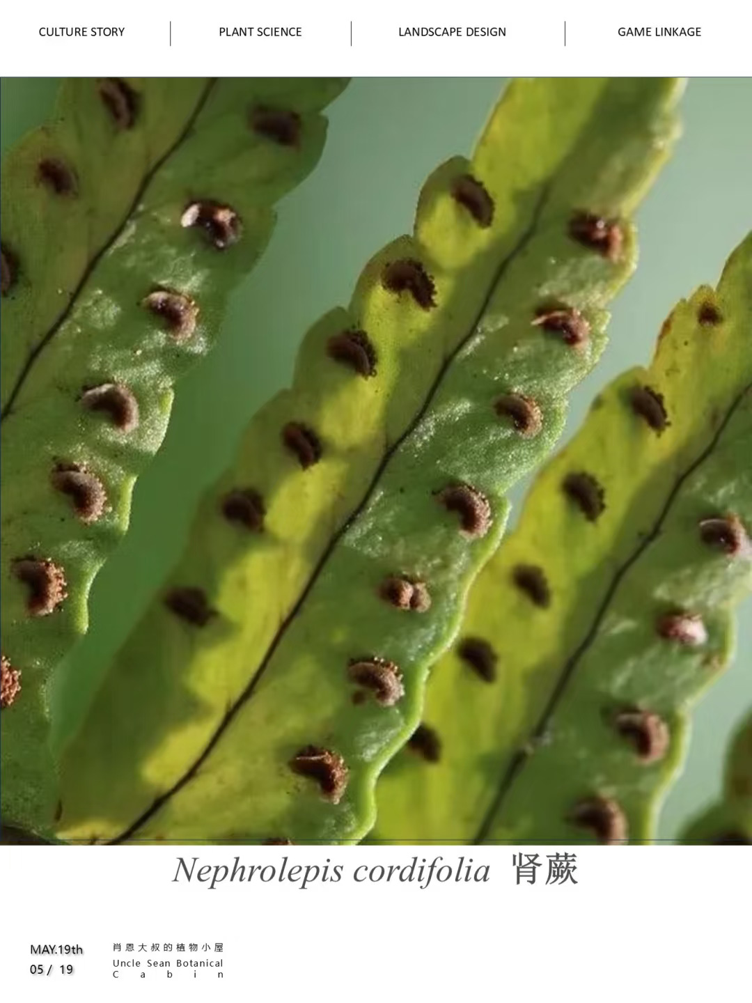 拟人植物图鉴肆 | 藏在孢子里的“肾智慧”