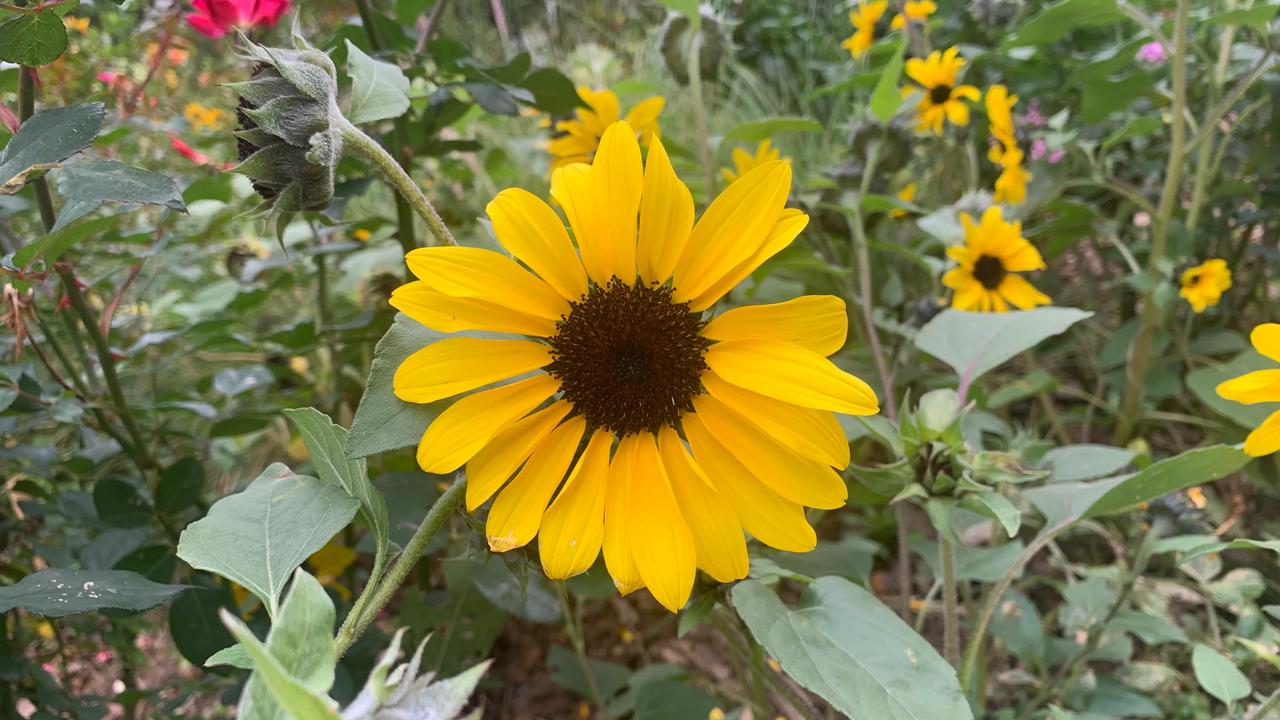 2025元旦，去弘法寺烧了今年第一炷香，许了今年的愿望，请了护身符，新的一年充满