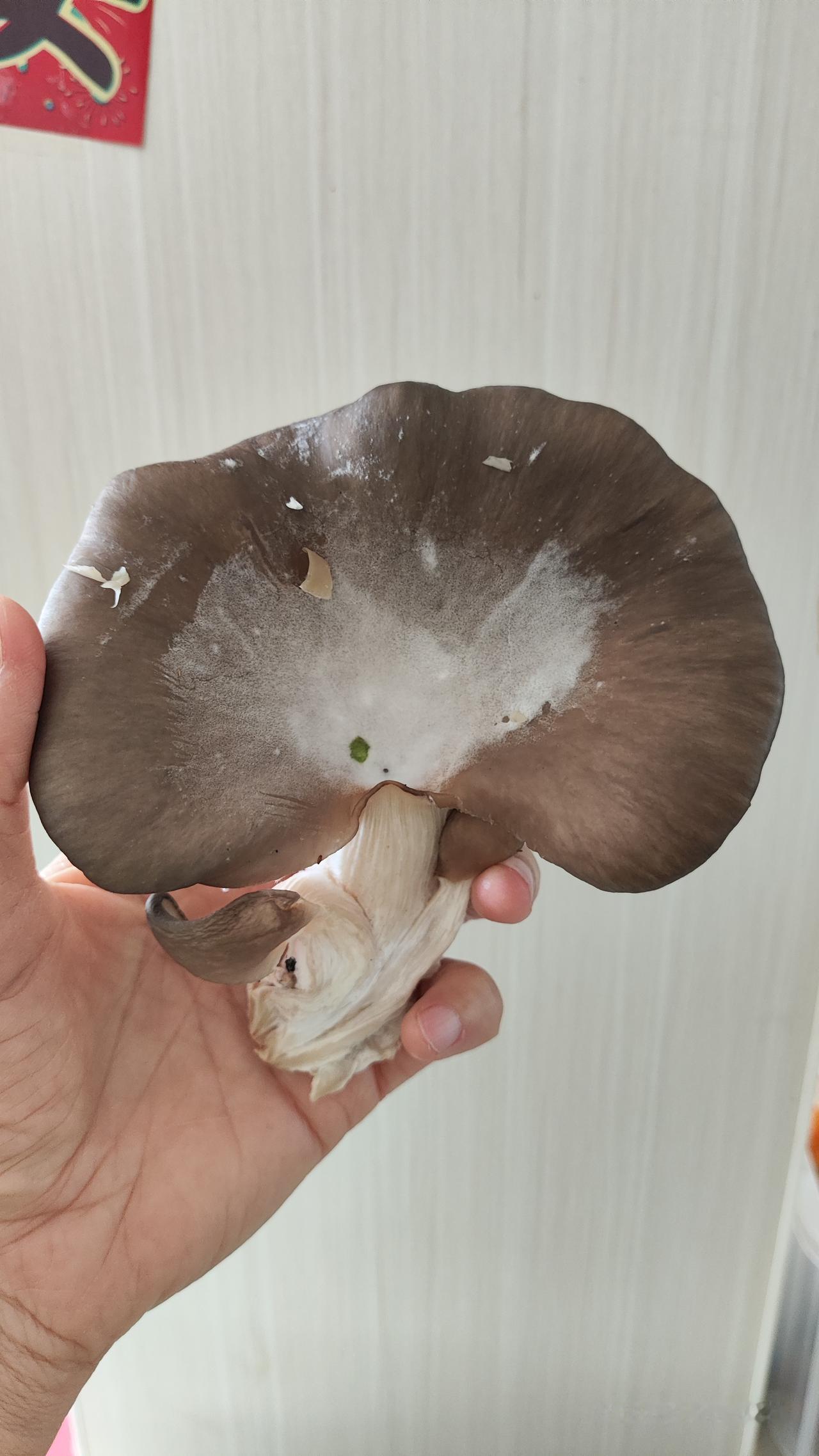 啊？豆包说，这个蘑菇不能吃了，真的吗？

前两天买的平菇，剩下几个，今天中午想炒