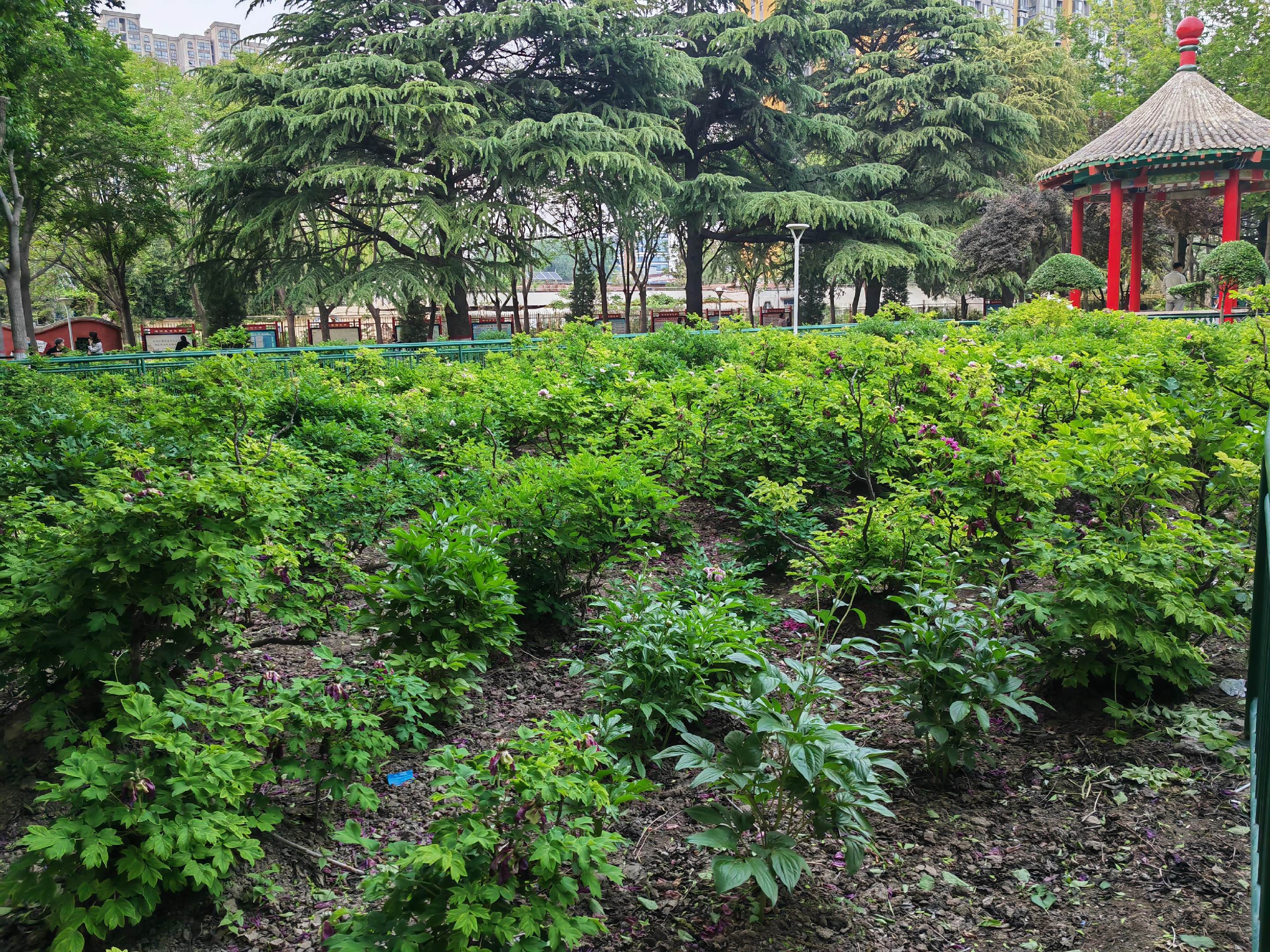 卒中后癫痫。对于缺血性卒中后癫痫的患者，使用拉莫三嗪或左乙拉西坦单药治...