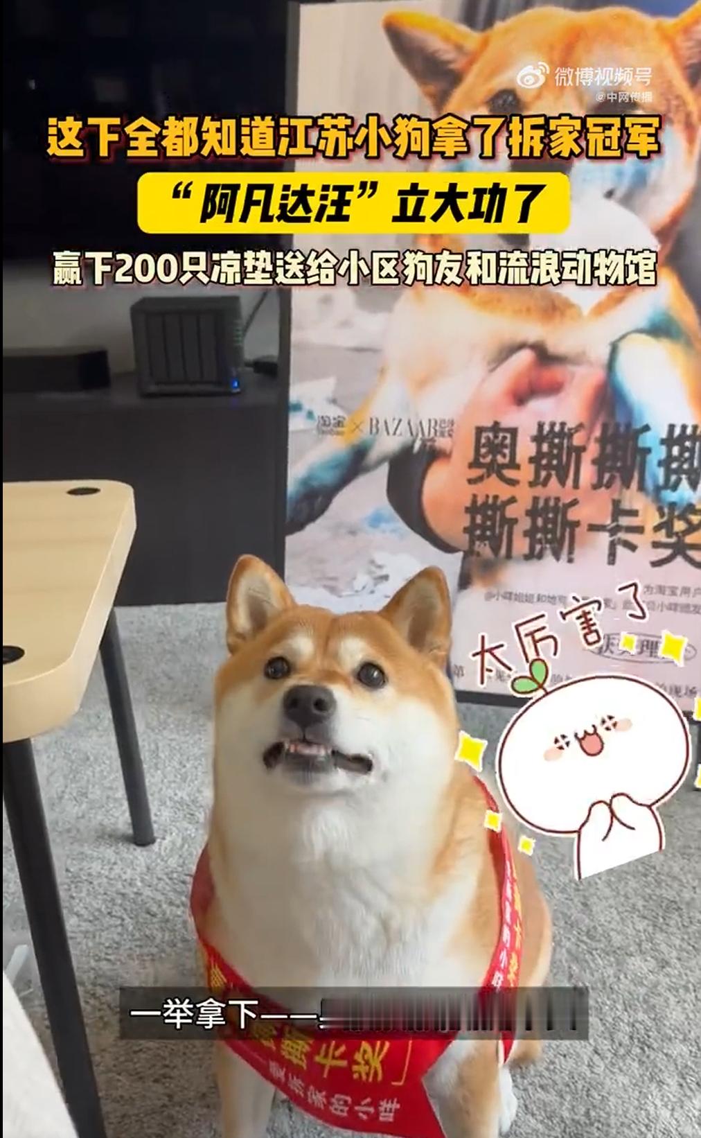 这下全都知道江苏小狗拿了拆家冠军 主人没有独自留下，把凉垫分给小区狗狗还有流浪动