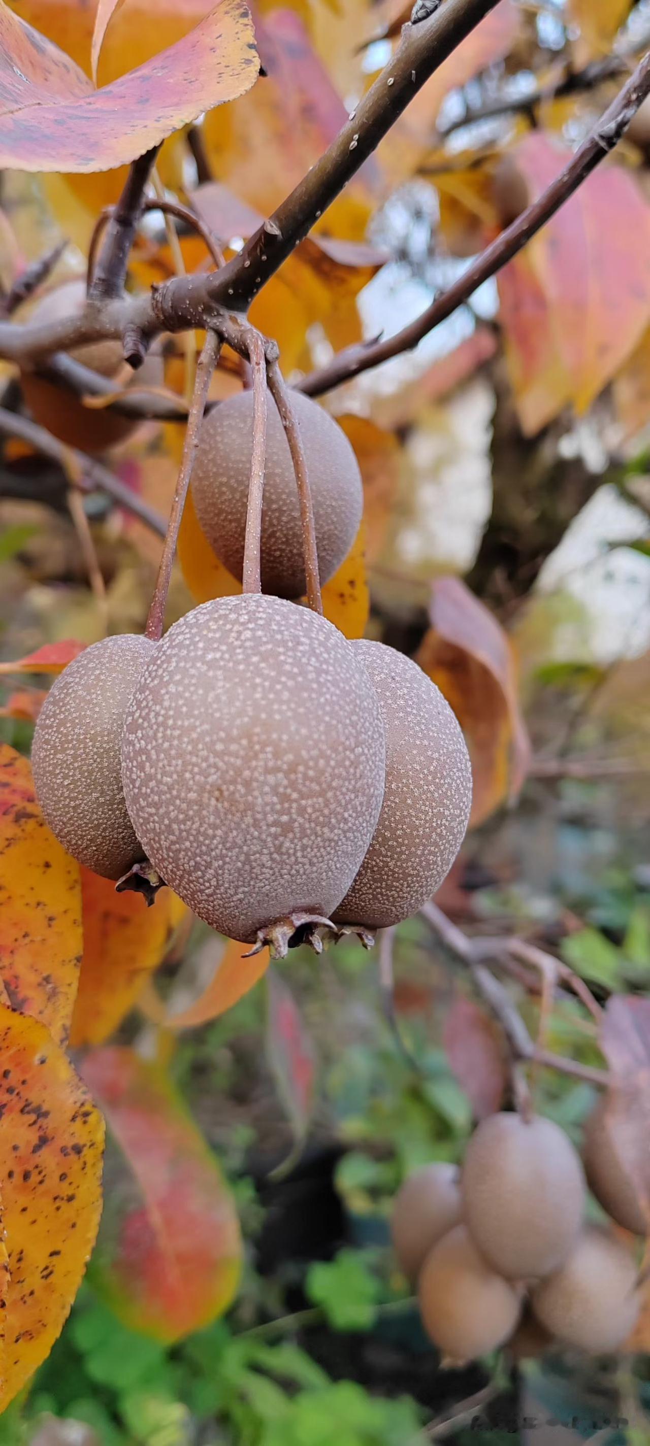 感受一下大自然的美，感受一下秋天硕果累累！
你知道这些都是什么吗？