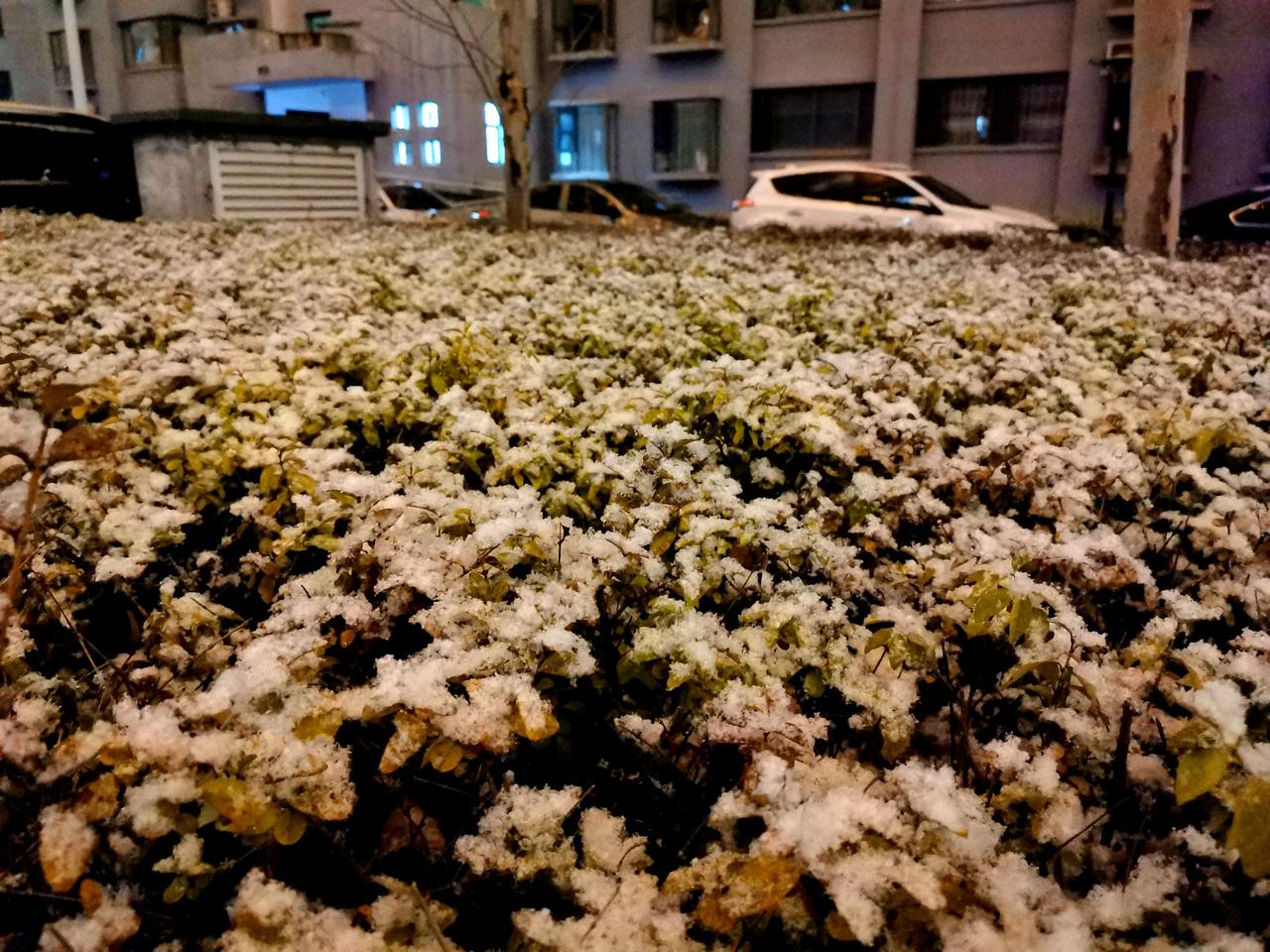 分享一张你最近随手拍的照片吧春天的雪花