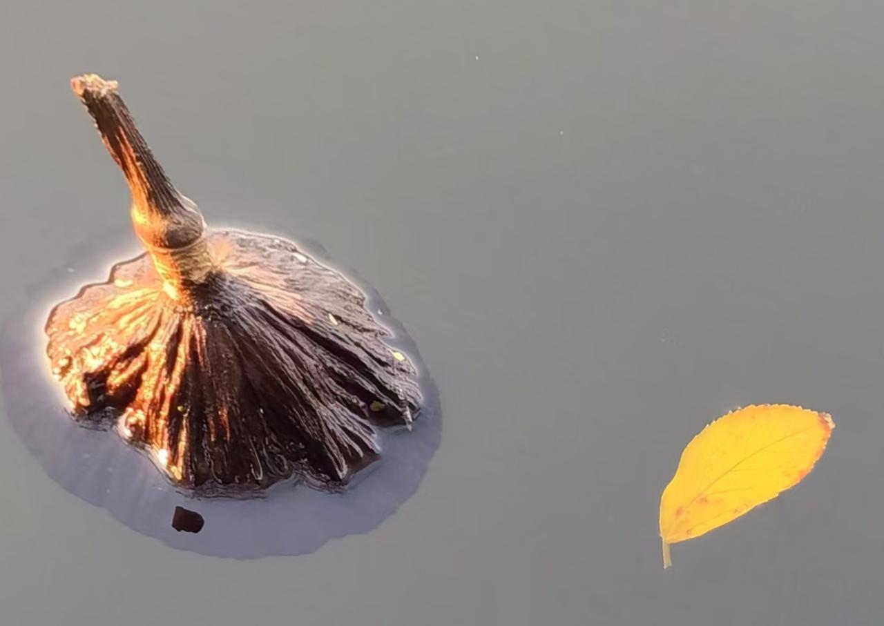 西双湖的美照请条友们看看？

        这张西双湖的照片，在“细节感”和“