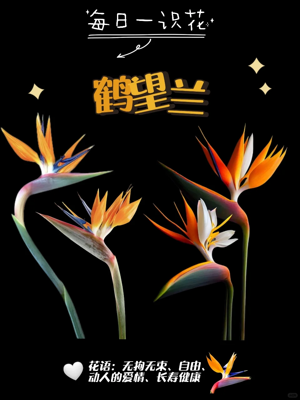 每天认识一种花之【鹤望兰】day93