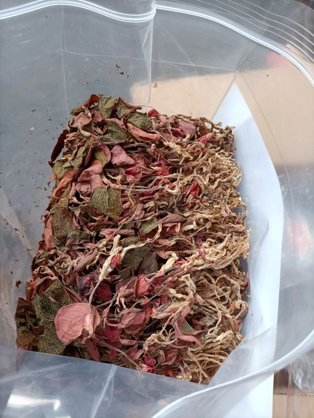 金线莲是一种南方的好药，属药食同源，北方不常用，具有凉血祛风、清热利湿...