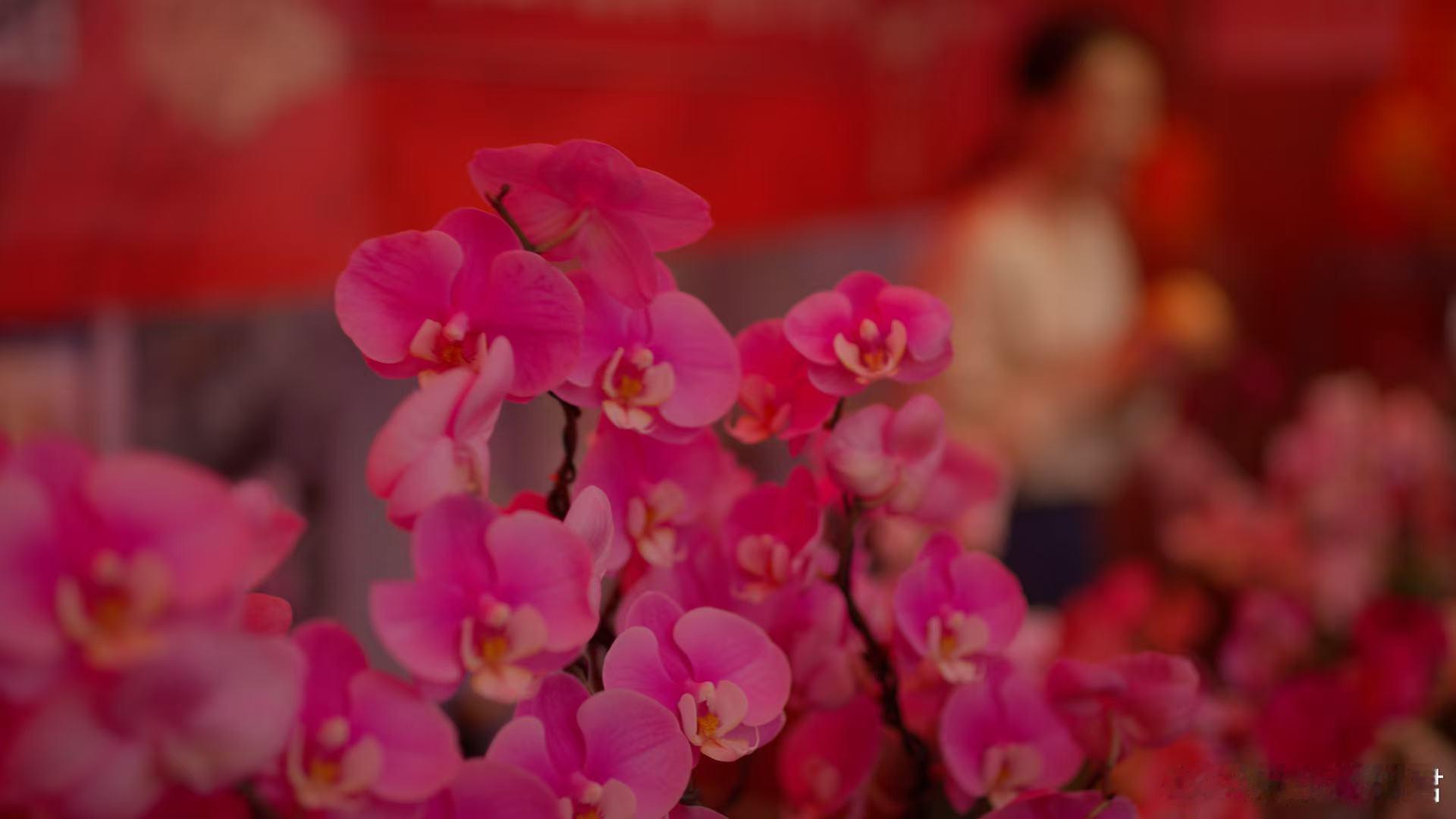 BBC镜头里的野性广东 纪录片《野性广东》来袭！50分钟每集都是视觉盛宴，从山地