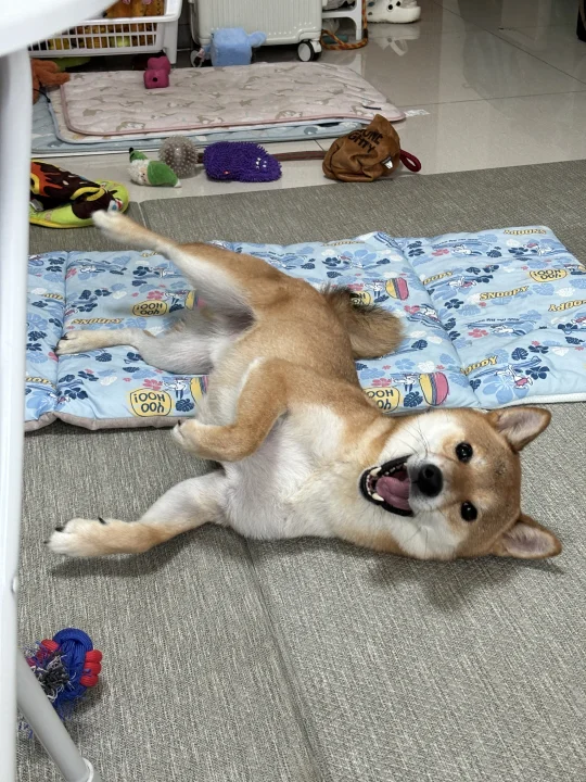 国庆带小狗去贵州还是福建呢？