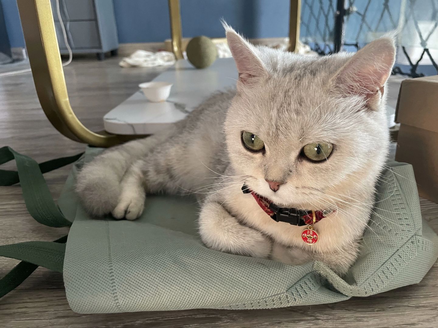 新乡银渐层小母猫找领养