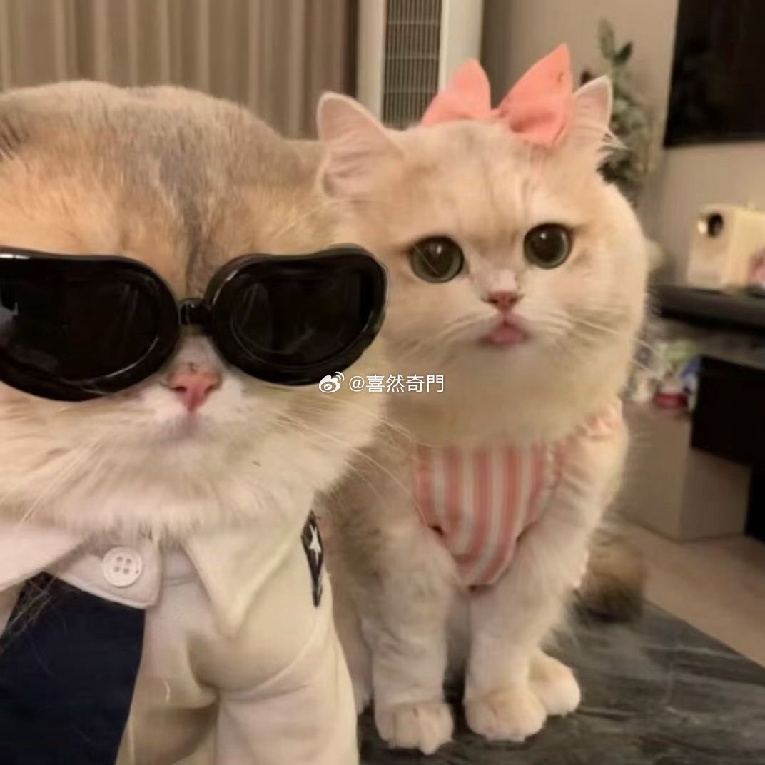猫🟰白虎🟰兑卦玄学头像头像