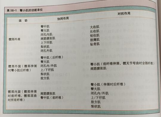 臀小肌功能