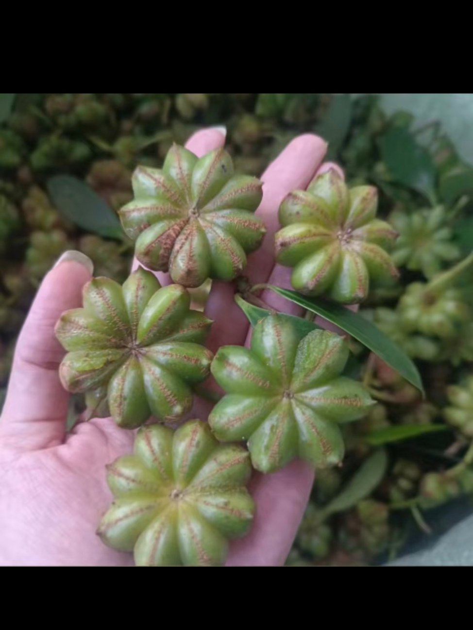 八角见多了，生八角见过没 