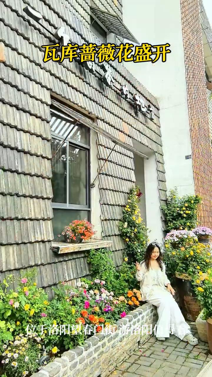 瓦库蔷薇花盛开，位于洛阳望春门街游洛阳值得看。