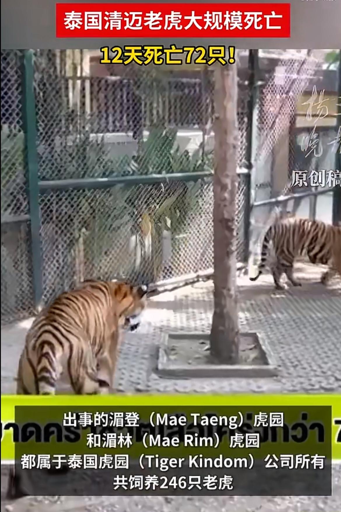 泰国清迈发生了一起让人揪心的动物疫情事件，两家虎园里的72只老虎在短短十几天内相