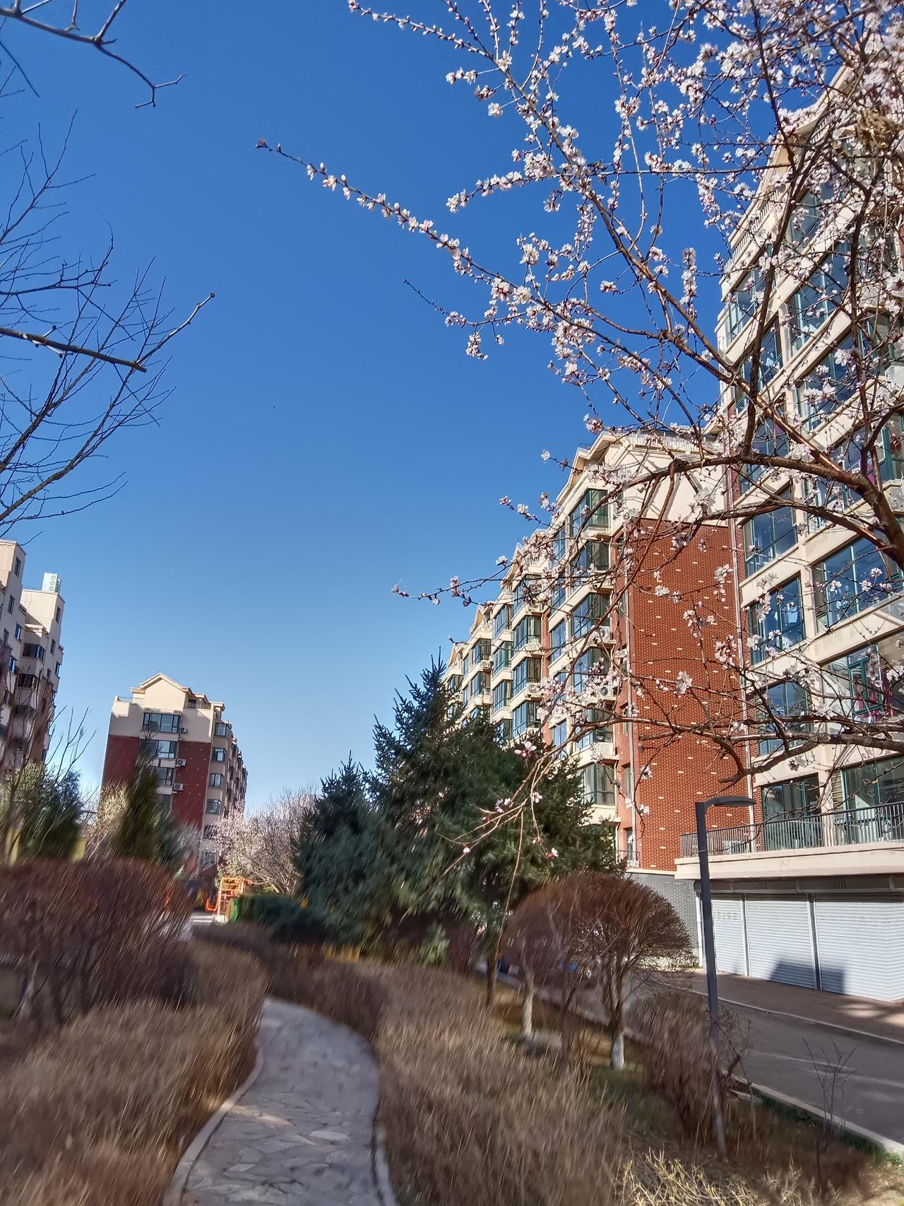 樱花盛开，漫步在城市绿道，感受春天的气息。