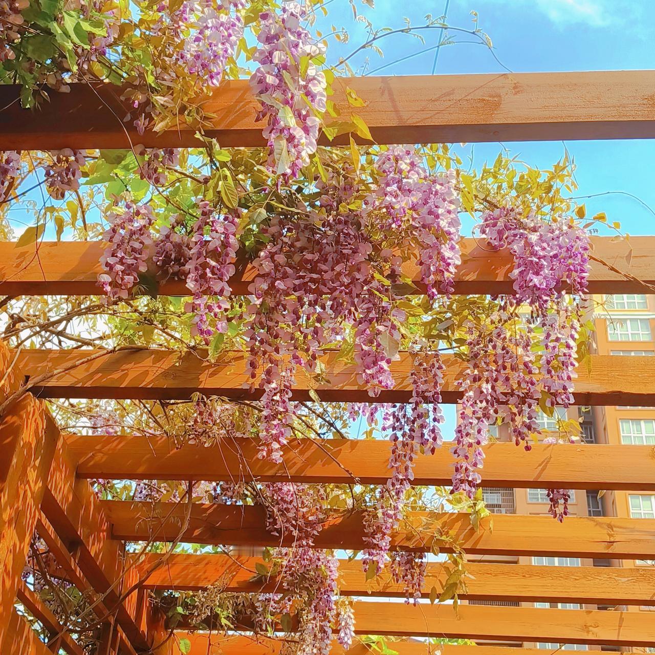 藤花无次第，万朵一时开。
不是周从事，何人唤我来。
分享一张关于春天的照片来一波